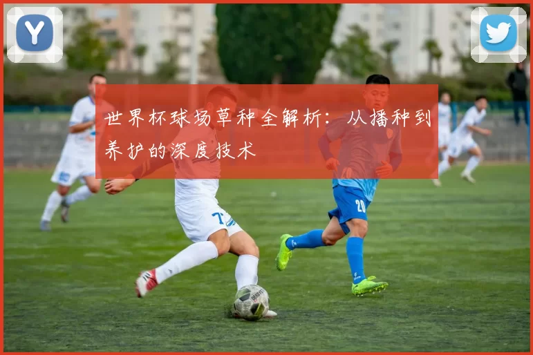 世界杯球场草种全解析:从播种到养护的深度技术