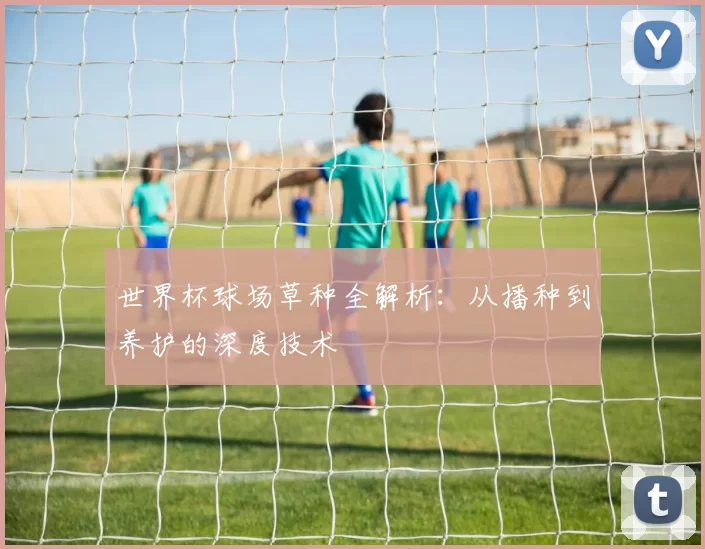 世界杯球场草种全解析:从播种到养护的深度技术